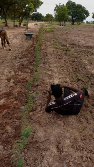 Semis de mil et de haricots